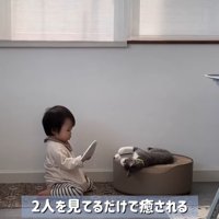 赤ちゃんと一緒に遊ぶ子猫