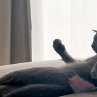 猫の握り拳