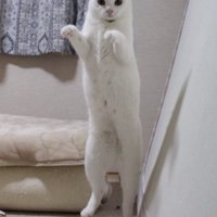 片足立ちする猫