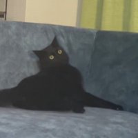 天井を見つめて体を震わせる猫
