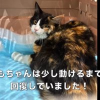 振り向く猫