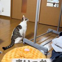 飽きた猫