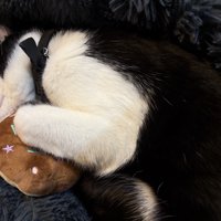 おもちゃを持ちながら寝る猫