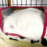 ペットハウスの中で眠る白猫