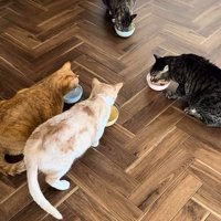 ごはんを食べる猫たち