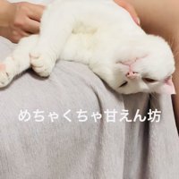 投稿主さんにマッサージされる白猫
