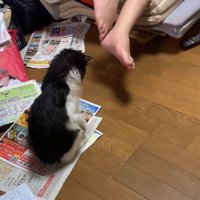 チラシの上でお座りして右前足を上げている子猫