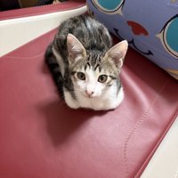 座っているキジ白の子猫