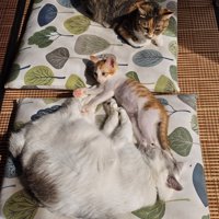 座布団の上で横になる猫たち