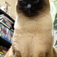 ふくよかなシャム猫