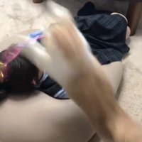 猫じゃらしで遊ぶ女の子と猫