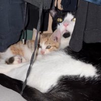 寄り添う2匹の猫