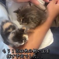 2匹の子猫
