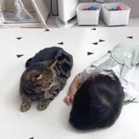 赤ちゃんの顔を見つめる猫