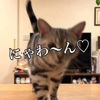 ママに呼ばれて返事をする猫