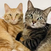 寄り添い合うキジトラ猫と茶トラ猫