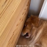 静かになったため眠りにつく犬