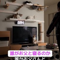 猫たちに尋ねるお父さん