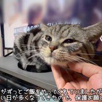 あごをなでられる猫