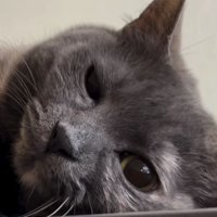冷蔵庫上の猫
