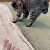 後退りながら睨みつける猫