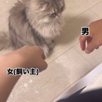 猫に手を差し出す