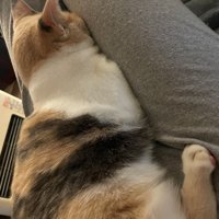 顔が飼い主の太ももにはさまる猫