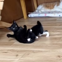 子猫とのにゃんプロで転がりながらカメラ目線の黒猫