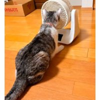 室内にいる猫
