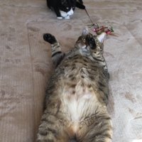 顔だけ飼い主の方へ向けるキジトラ猫