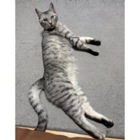室内にいる猫