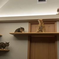 集まってきた猫たち