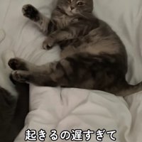 ベットの上で横になってカメラを見つめる猫（ヒキ）