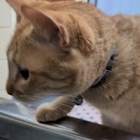 浴槽の縁に前足を乗せる猫