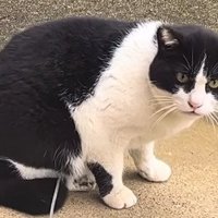地面に座る猫