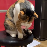 掴んだボールを口で咥える猫