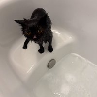 シャワー後の黒猫