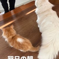 階段に立っている猫と子猫