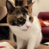 フレーメン反応