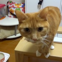 身を乗り出す姿