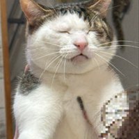 抱えられている猫