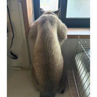 窓際の猫
