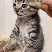 首の後ろを摘んで持ち上げられている猫
