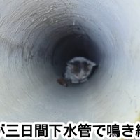 下水管の中にいる子猫