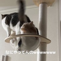先客がいるボウルに片足を入れる猫