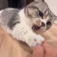 口を開いて、女性の指に前足を伸ばす猫