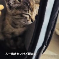 ウトウトする子猫