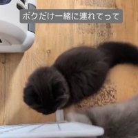 通ろうとするグレー白猫、それを見る黒猫
