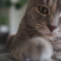 前足を伸ばすクリエちゃん