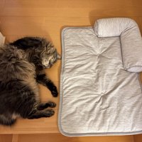 少し横向きでへそ天のように眠る猫とひんやりマット